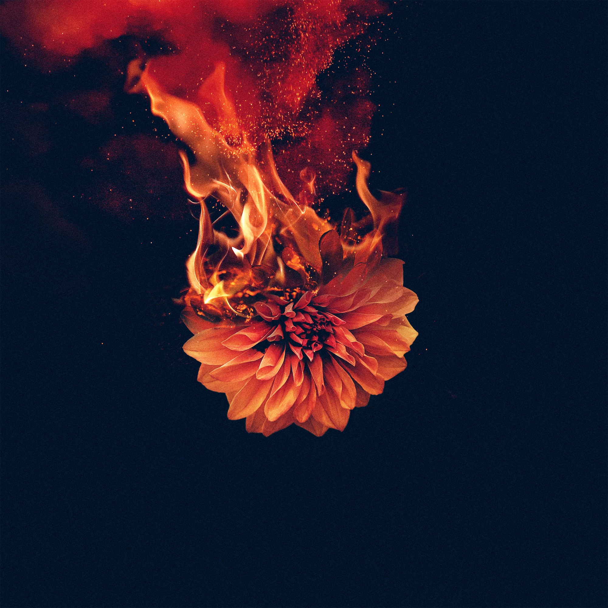 Artwork for Shadows