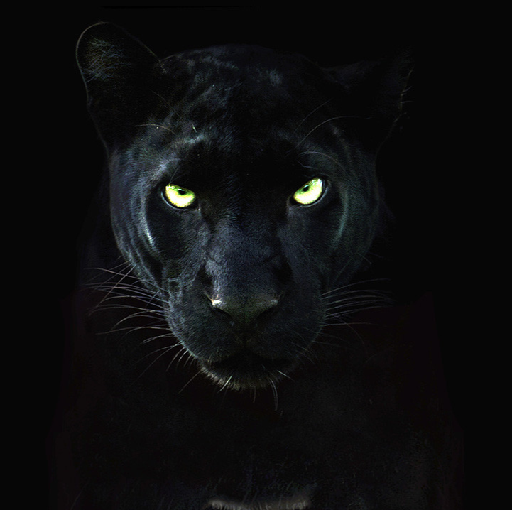 WQAR-LP 95.7 The Panther